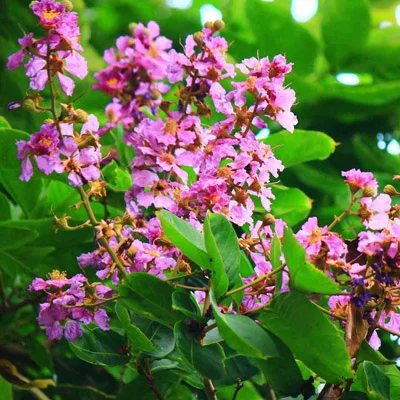 Banaba (Lagerstroemia speciosa) Leaf